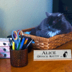 Alice the Office Kitty